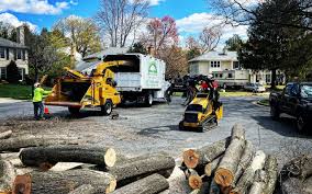Best Tree Disease Treatment  in Freeport, NY