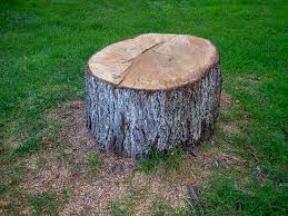Best Emergency Tree Removal  in Freeport, NY