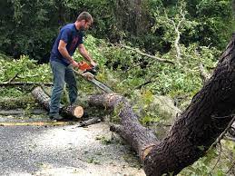 Best Tree Risk Assessment  in Freeport, NY