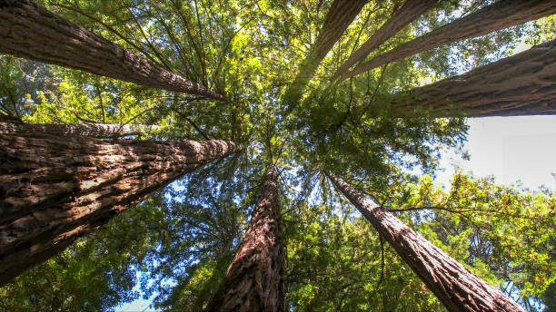 Best Commercial Tree Services  in Freeport, NY