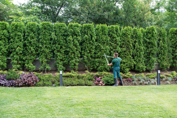 Best Lawn Disease Treatment  in Freeport, NY