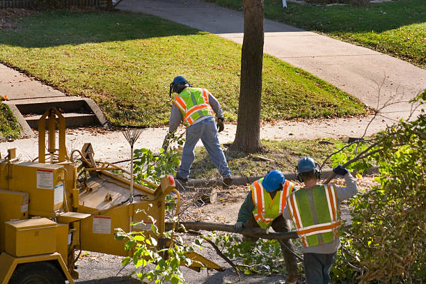 Best Tree Health Inspection  in Freeport, NY
